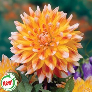 Peaches & Cream Dahlia Thumbnail